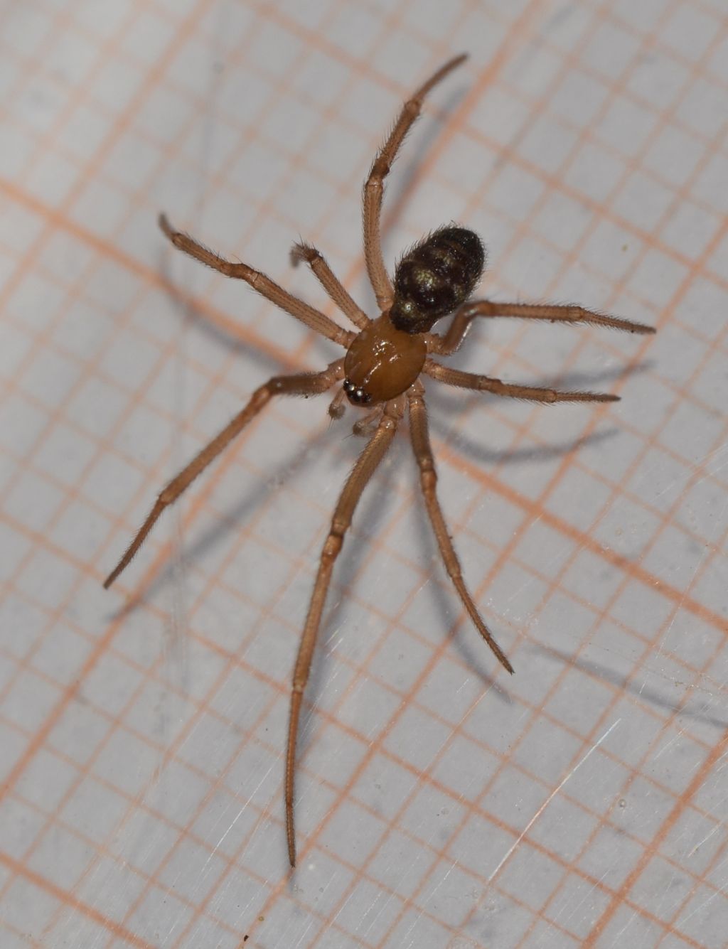 Steatoda grossa - Grosseto (GR)